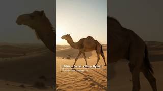🐪🦙 Cama – The Amazing Camel × Llama Hybrid! #educational #documentary #animal #hybrid #animalworld