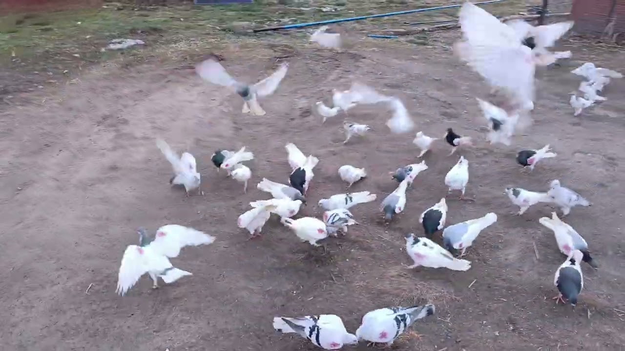 Popasik świerżych. Pozdrawiam 🔥🔥🔥.