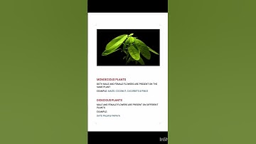 Monoecious & Dioecious plants#botany #neet #iasexam