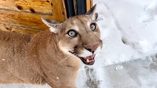 Download Lagu Пума поколения “zoomers”! Какую главную привычку пума Месси перенял у Герды MP3