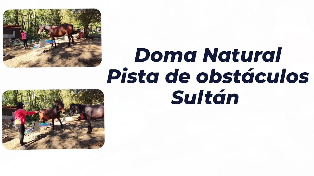 Pista de Obstáculos Sultán I Manejo y Doma Natural - YouTube