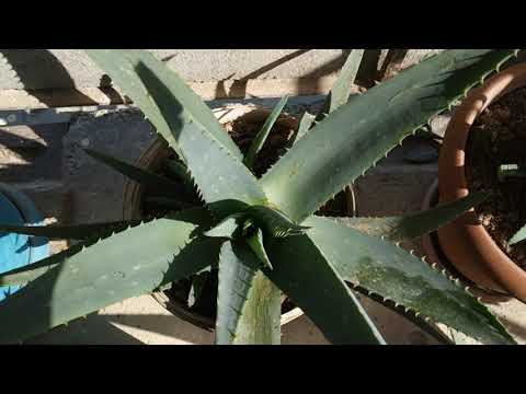 Video: Aloe yarpaqlarını saxlamağın 3 yolu