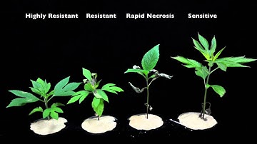 X4 Glyphosate (SOA 9) Sensitive vs Resistant Giant Ragweed #1