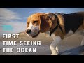 Cute beagle sees ocean for the first time [4K]