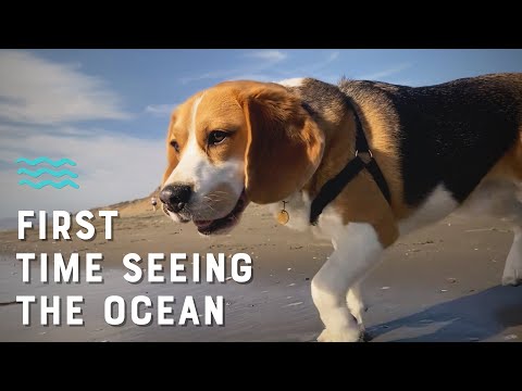 Video: 18 Beagles, die für DogShaming fast zu stur sind. Fast