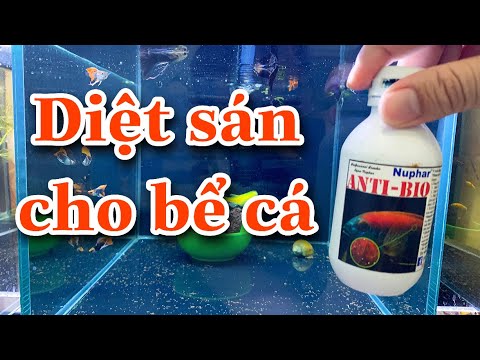 Video: Các Loại Giun Tìm Thấy Trong Bể Cá