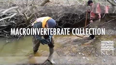 Macroinvertebrate Collection