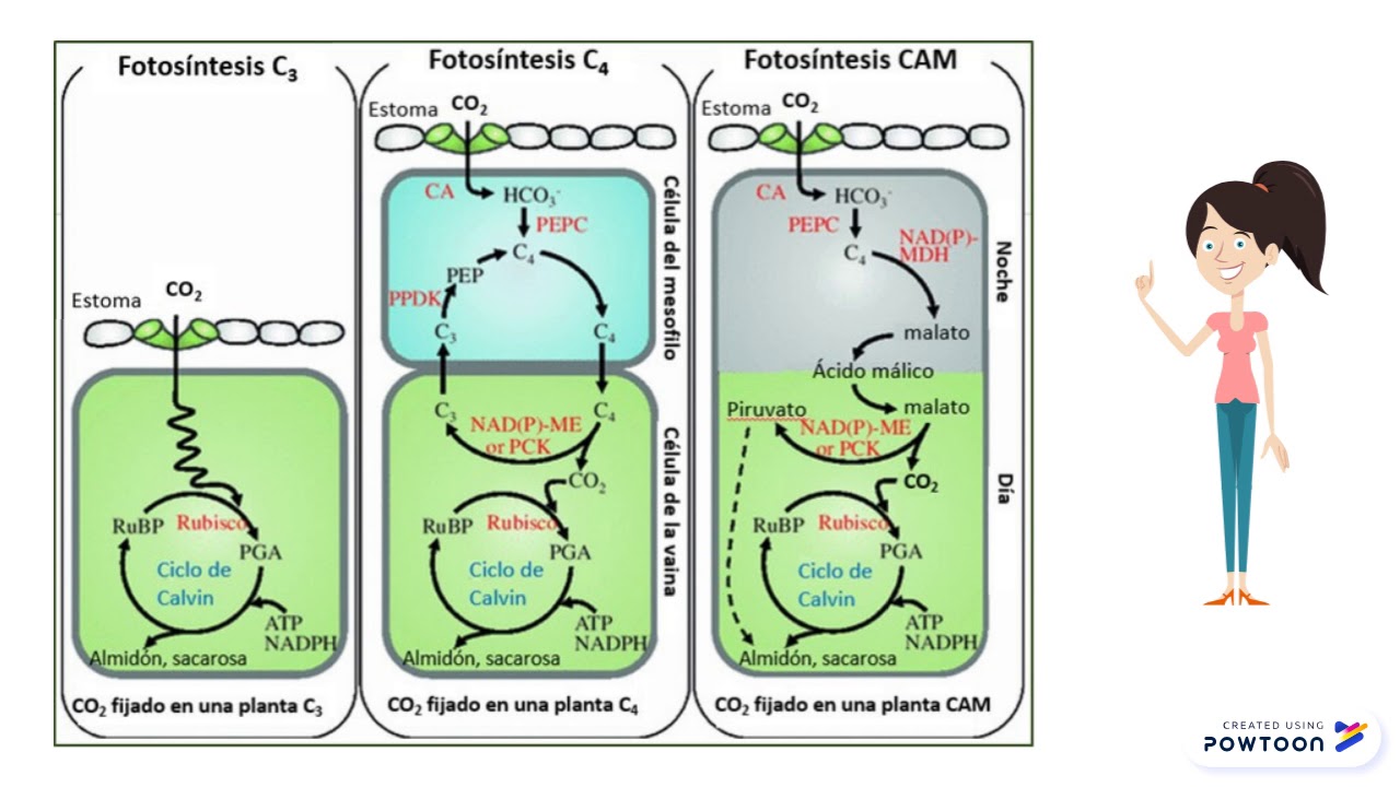 Сам три сам четыре. С3 с4 и сам фотосинтез. Цикл с4 пути фотосинтеза. Фотосинтез с4 путь хэтча Слэка. C4 и cam фотосинтез.