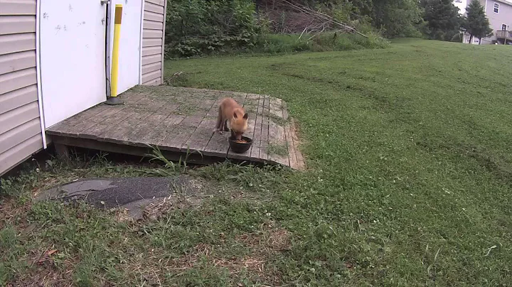 A fox near the Tedder House