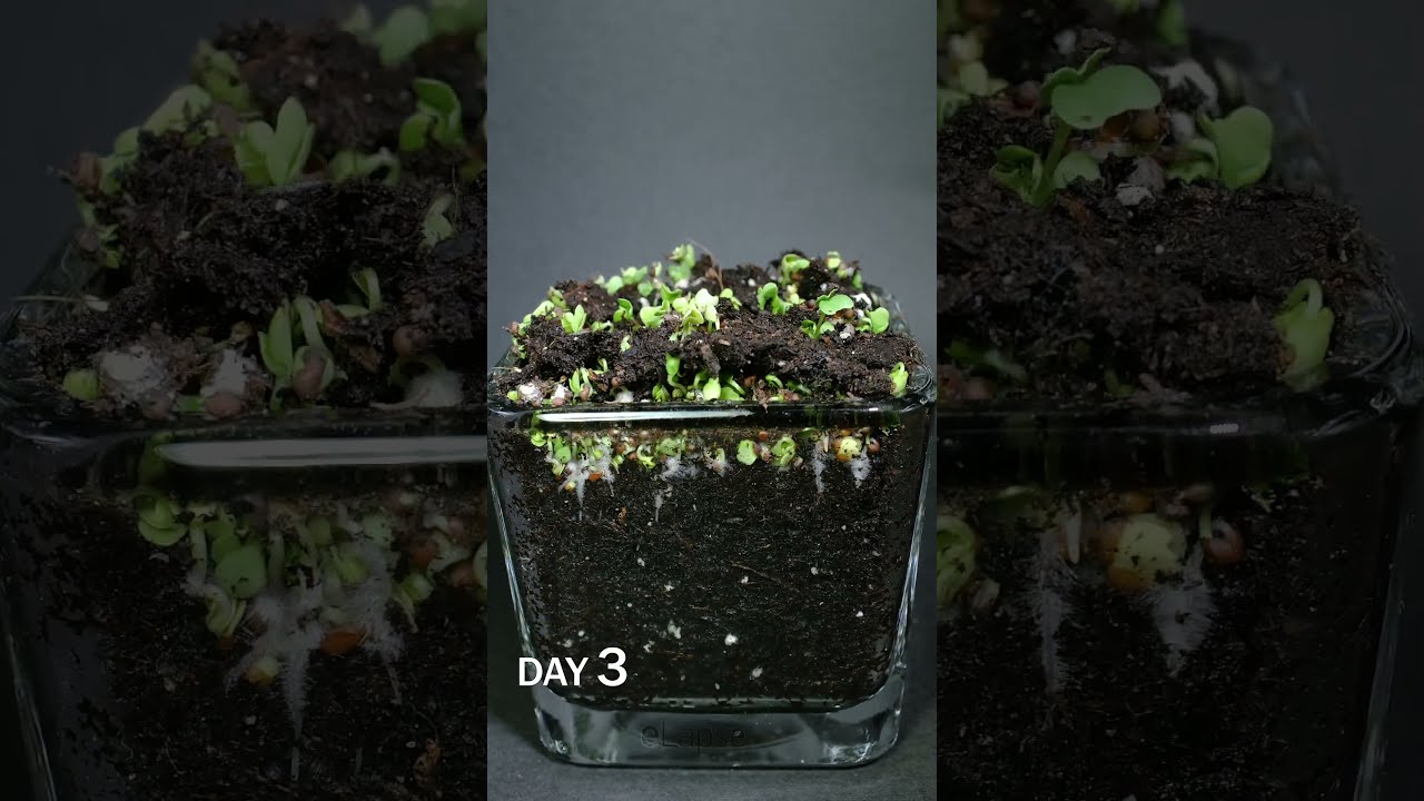 Broccoli Microgreens Growing Time Lapse