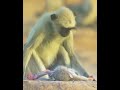 Monkeys sense of empathy Maymunların empati duygusu hayvanlar kedi köpek maymun
