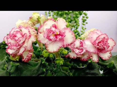 Сенполия Ле Английская Роза: Королевская прелесть Торты, конфеты, пироги iberia-