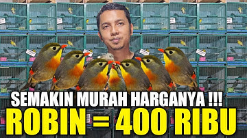GREBEK ! GUDANG BURUNG IMPORT TERBESAR DIPASAR PRAMUKA PROMO ROBIN CUMA 400 RIBUAN HARI INI