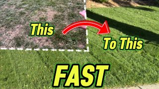 🌱 FAST Overseed Results! Nightshift Turf Type Tall Fescue ⛳️