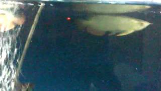 TAL1-1 13122009