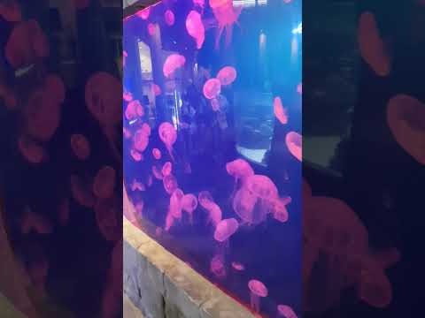 Dubai mall Aquarium 12 2021 jellyfish