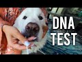 WE DNA TESTED OUR PETS! *shocking results*