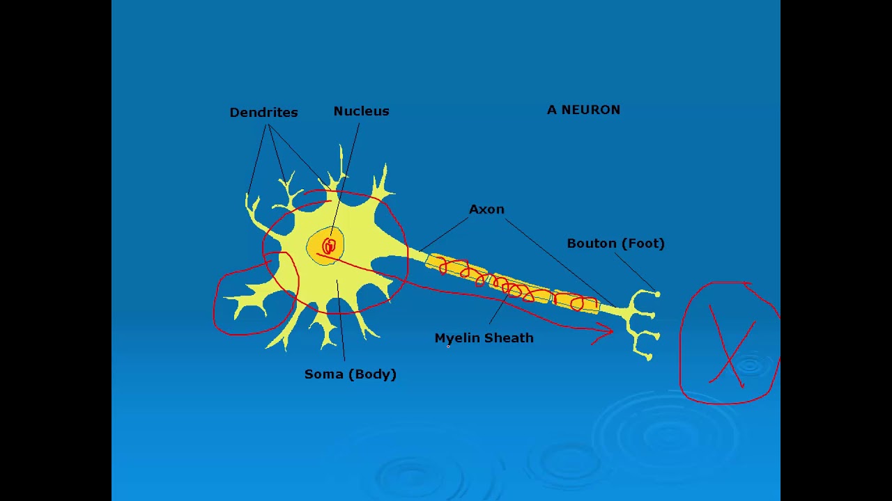Neuriit Neurit Bedeutung _ Neuron – Leo Löwchen