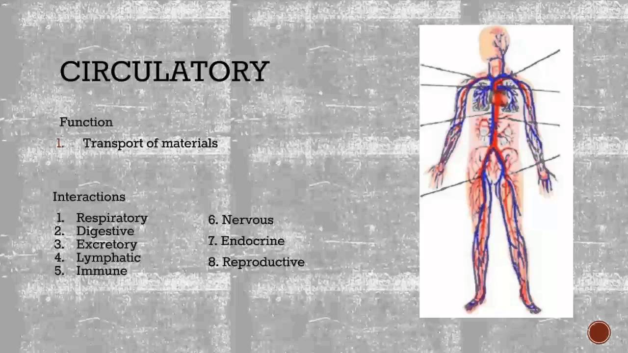 human-body-system-interactions-youtube