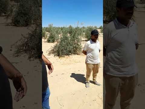 عزيزي غرب عرب المنيا