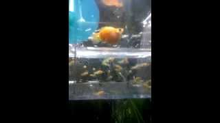 Aquarium Naissance Alevin Bebe Molly Gonfle Youtube