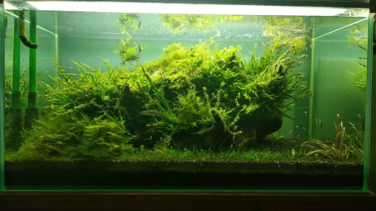 video phone beyonce mp3 Over Grown Moss and Fern Planted Tank