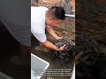 A Surplus Of Baby Crocodiles In A Collection