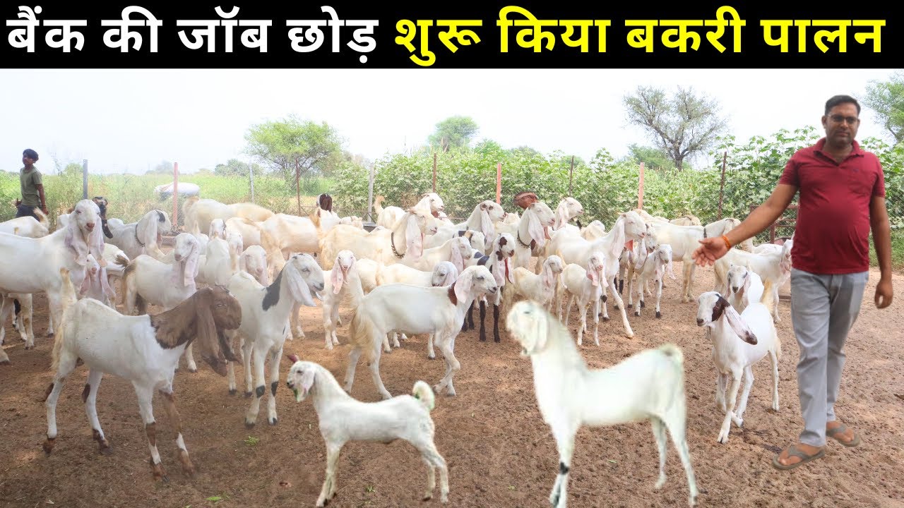 10 बकरी से कितनी कमाई जाने पूरी जानकारी