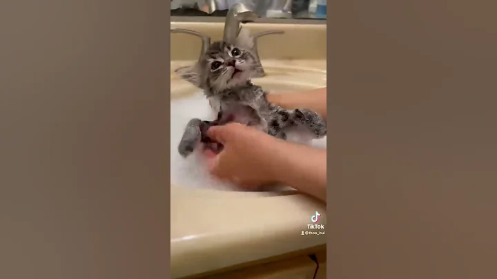 Giving my Foster Kittens a Flea Bath Pt.1