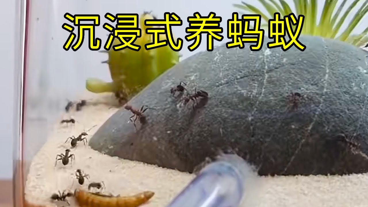 沉浸式养蚂蚁，给蚂蚁们打造了一个天堂和地府，它会喜欢哪个呢？