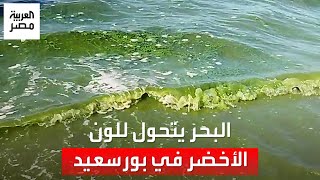البحر يتحول لونه إلى الأخضر في شواطئ بورسعيد وكلية العلوم تكشف الأسباب: تجمع مفاجئ للطحالب