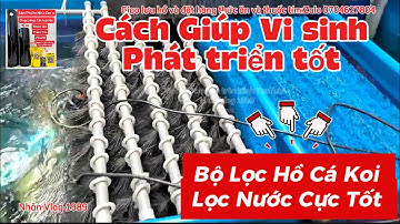 Bộ Lọc Hồ Cá Koi Khá Tốt Nuôi Cá Nhật Đẹp - Hồ Cá Koi Nên Sơn Đen Hay Để Tự Nhiên Đẹp.