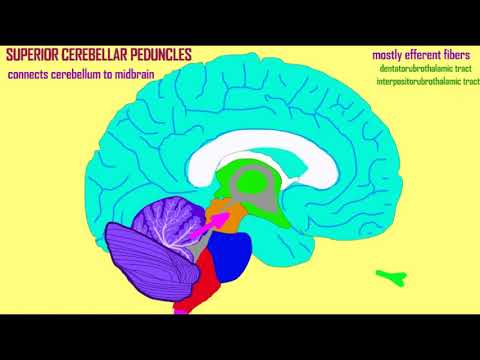 cerebellar peduncles and cerebellar tracts