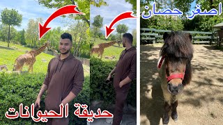 أصغر حصان في العالم ?? حديقة الحيوانات ❤️