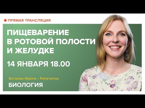 Биология | Пищеварение в ротовой полости и желудке