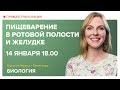 Биология | Пищеварение в ротовой полости и желудке