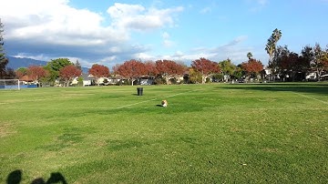 Corgi running fast