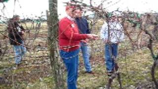 Pruning Grape Vine - High Cordon Trellis Part 1