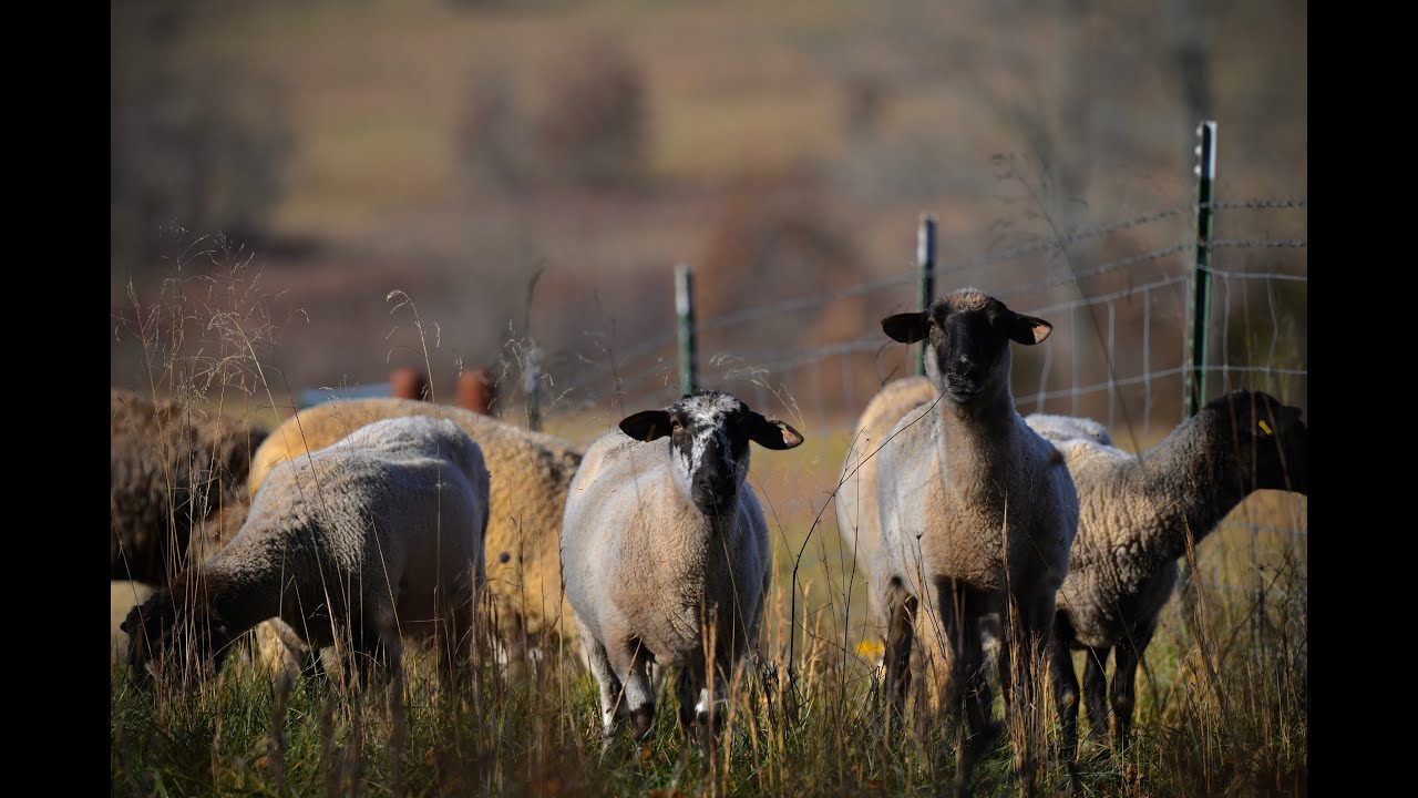 Lamb Quality Video Series (4of5): USDA Lamb Yield Grade Video