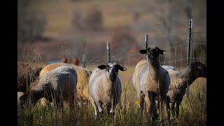 Lamb Quality Video Series (4of5): USDA Lamb Yield Grade Video Content