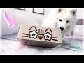 UNE BOITE REMPLIE DE CHATS ! - PUSHEEN BOX