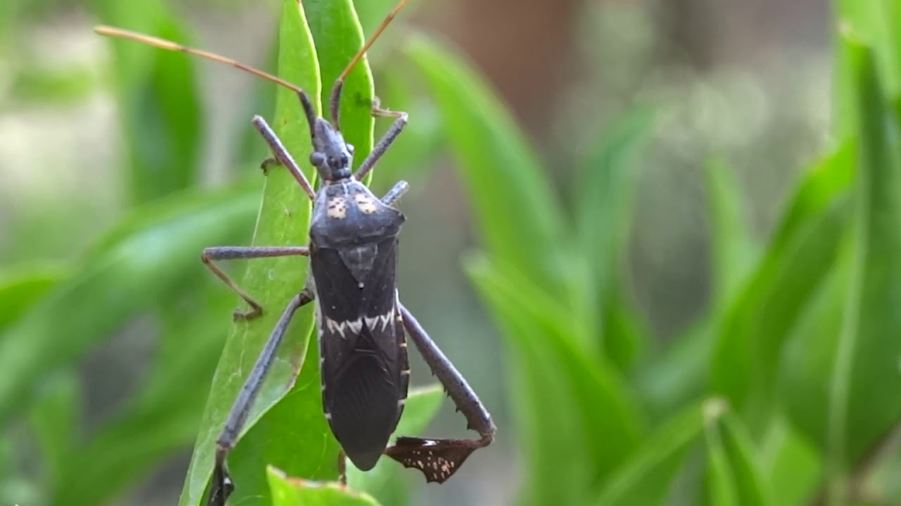 The stink bug sex position - Real Naked Girls