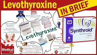 Levothyroxine ( Synthroid ): What is Levothyroxine Used For, Dosage, Side Effects & Precautions?