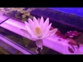 Нимфея или кувшинка тигровая (Nymphaea lotus)