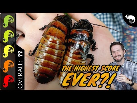 Video: Zijn sissende kakkerlakken goede huisdieren?