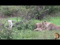 Exclusive A New White Lion Cub Born In Greater Kruger National Park