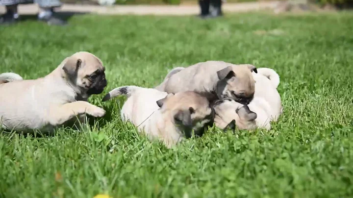 Pug Puppies for Sale Lois Huber