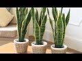 🌱Si usted Tiene una de Estas 12 Plantas en su casa, 🌴Cuídela Bien Porque es UN TESORO, Mira porque