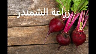 شمندر / بنجر / شوندر طرق التكاثر من بذرة الى محصول Beta vulgaris حلقة 257