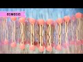 The Dynamics of Passive Transport in Cells
